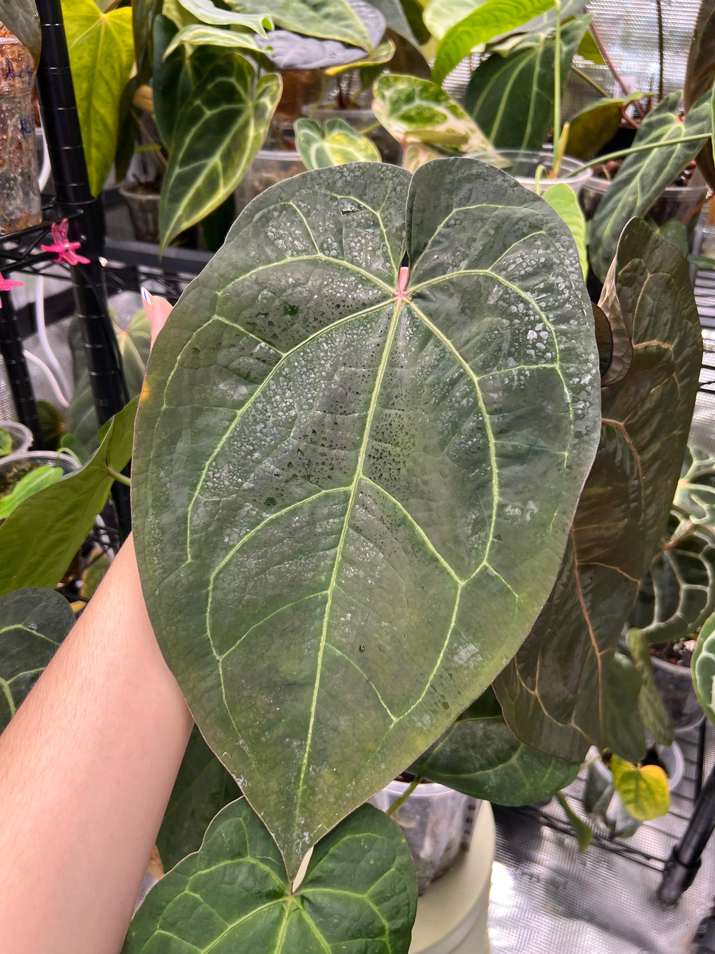 Anthurium (AoS df x AoS gf) x (Zara x Michelle)