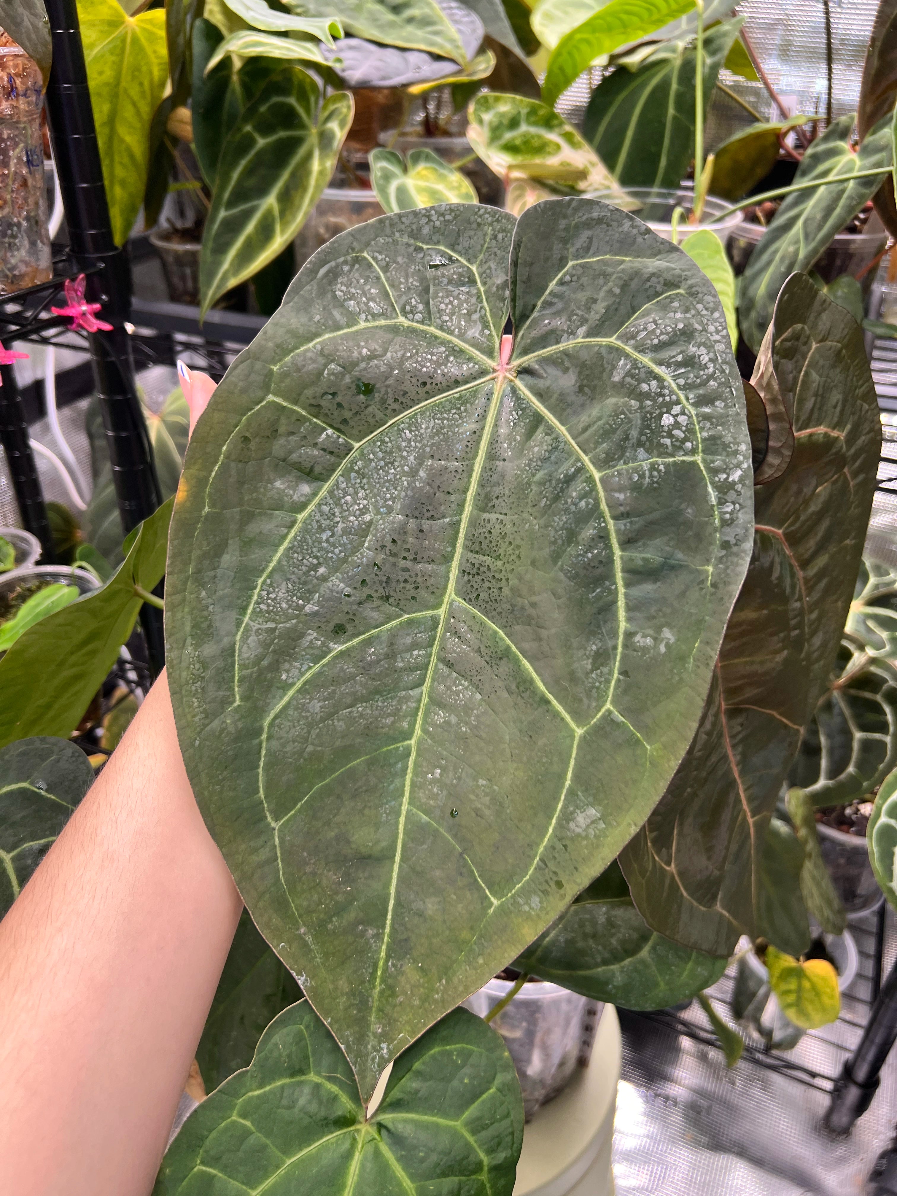 Anthurium (AoS df x AoS gf) x (Zara x Michelle)