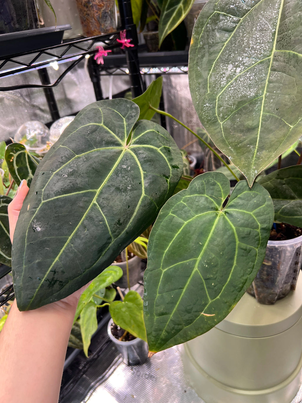 Anthurium (AoS df x AoS gf) x (Zara x Michelle)