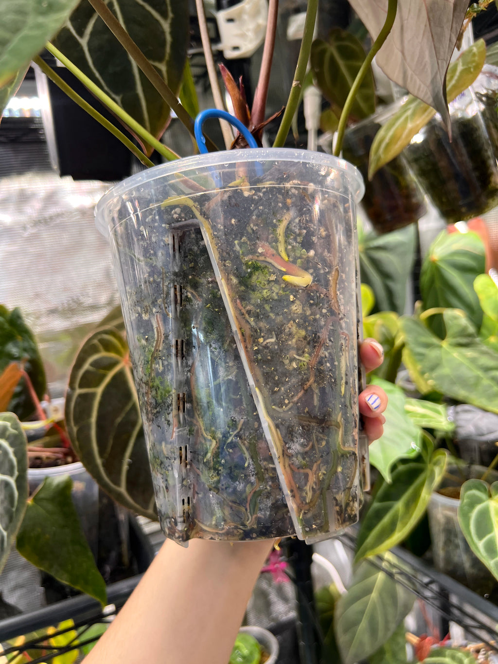 Anthurium (AoS df x AoS gf) x (Zara x Michelle)
