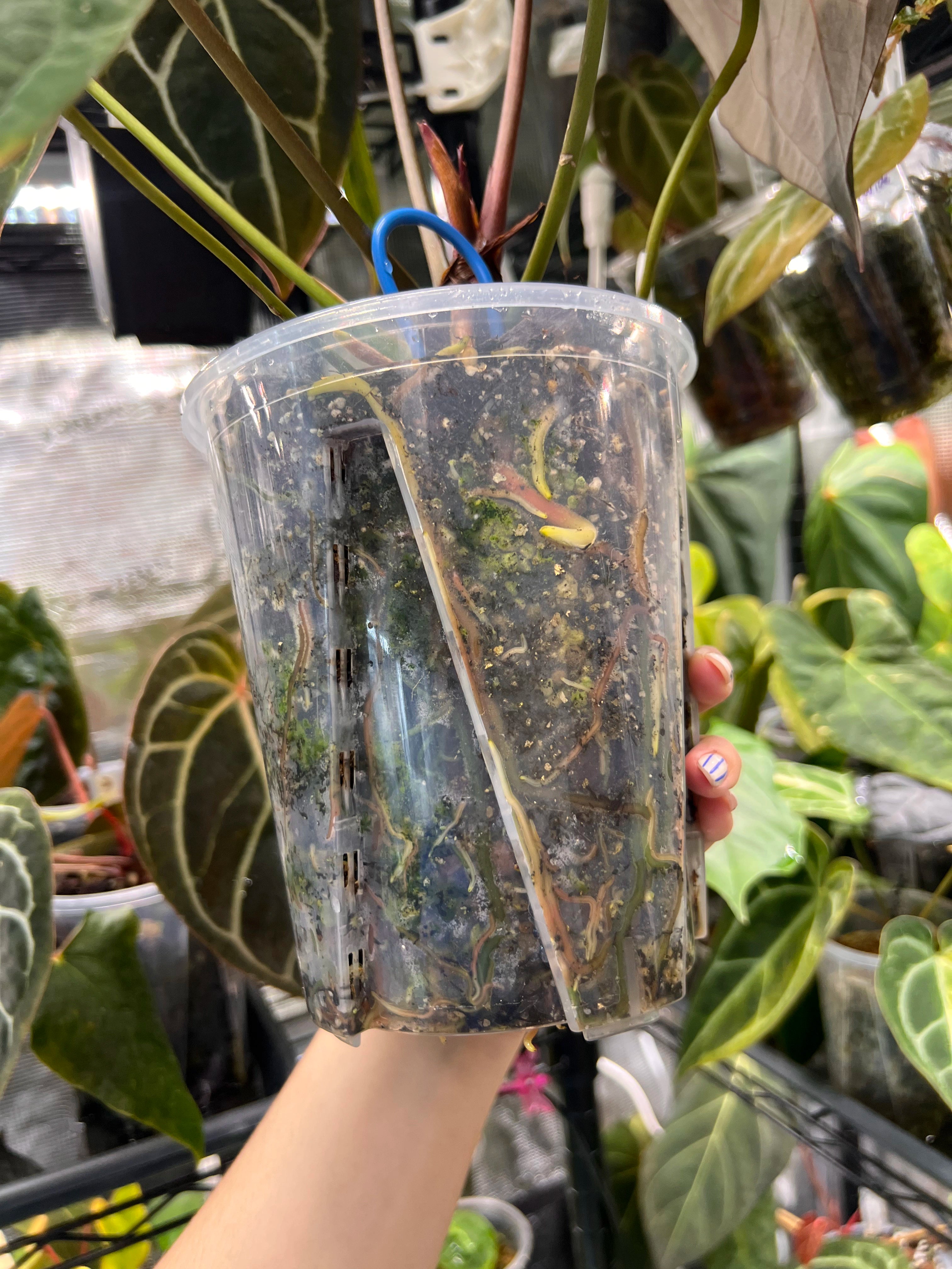 Anthurium (AoS df x AoS gf) x (Zara x Michelle)
