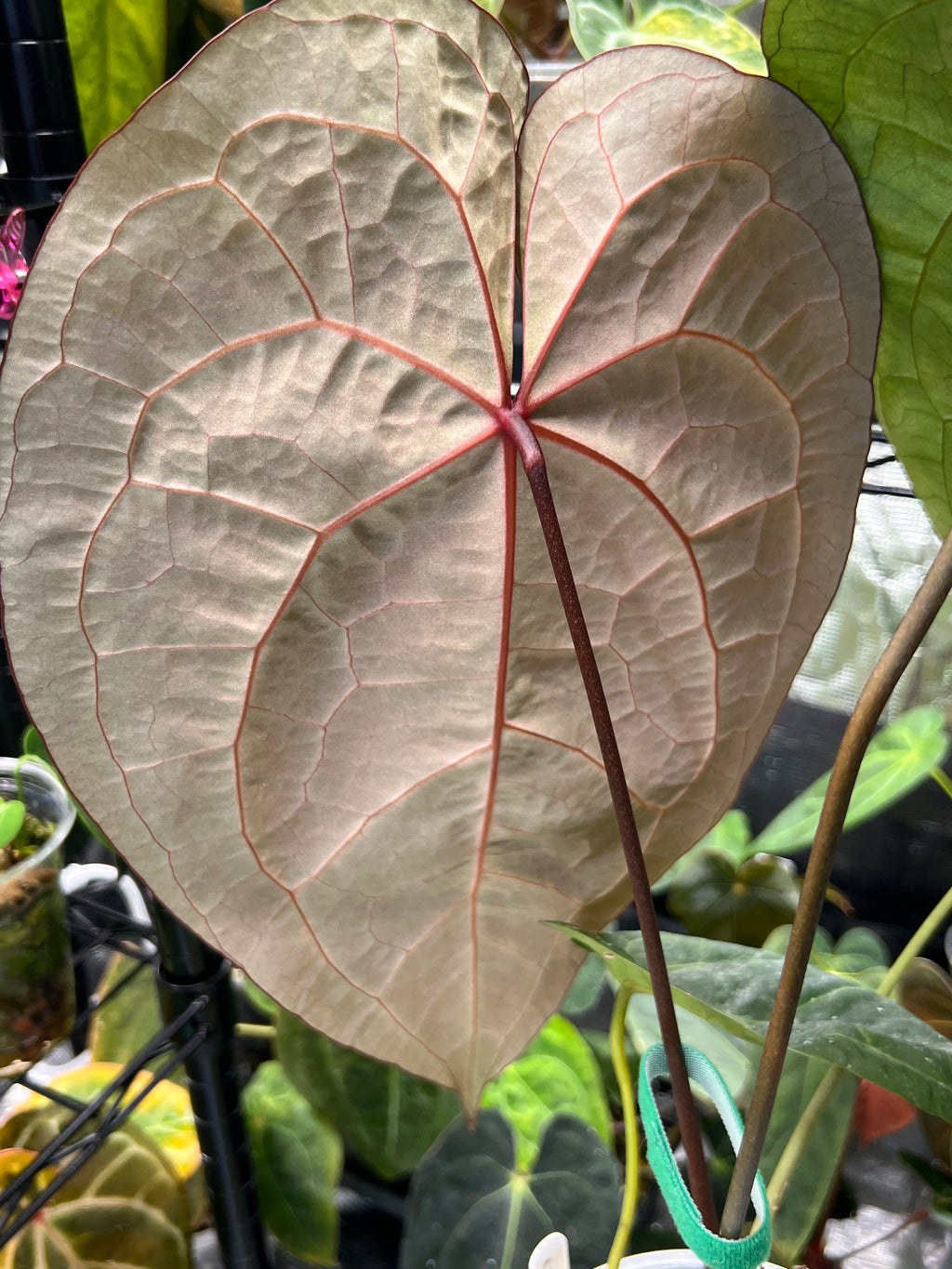 Anthurium (AoS df x AoS gf) x (Zara x Michelle)