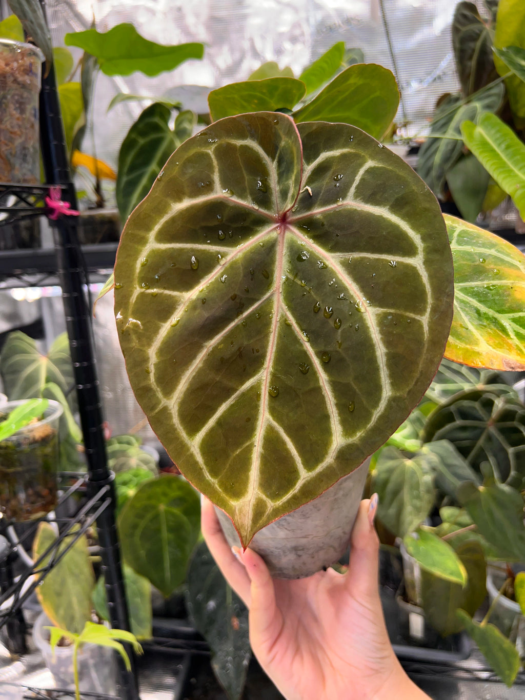 Anthurium Red Crystallinum x Dorayaki