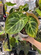 Anthurium Red Crystallinum x Dorayaki