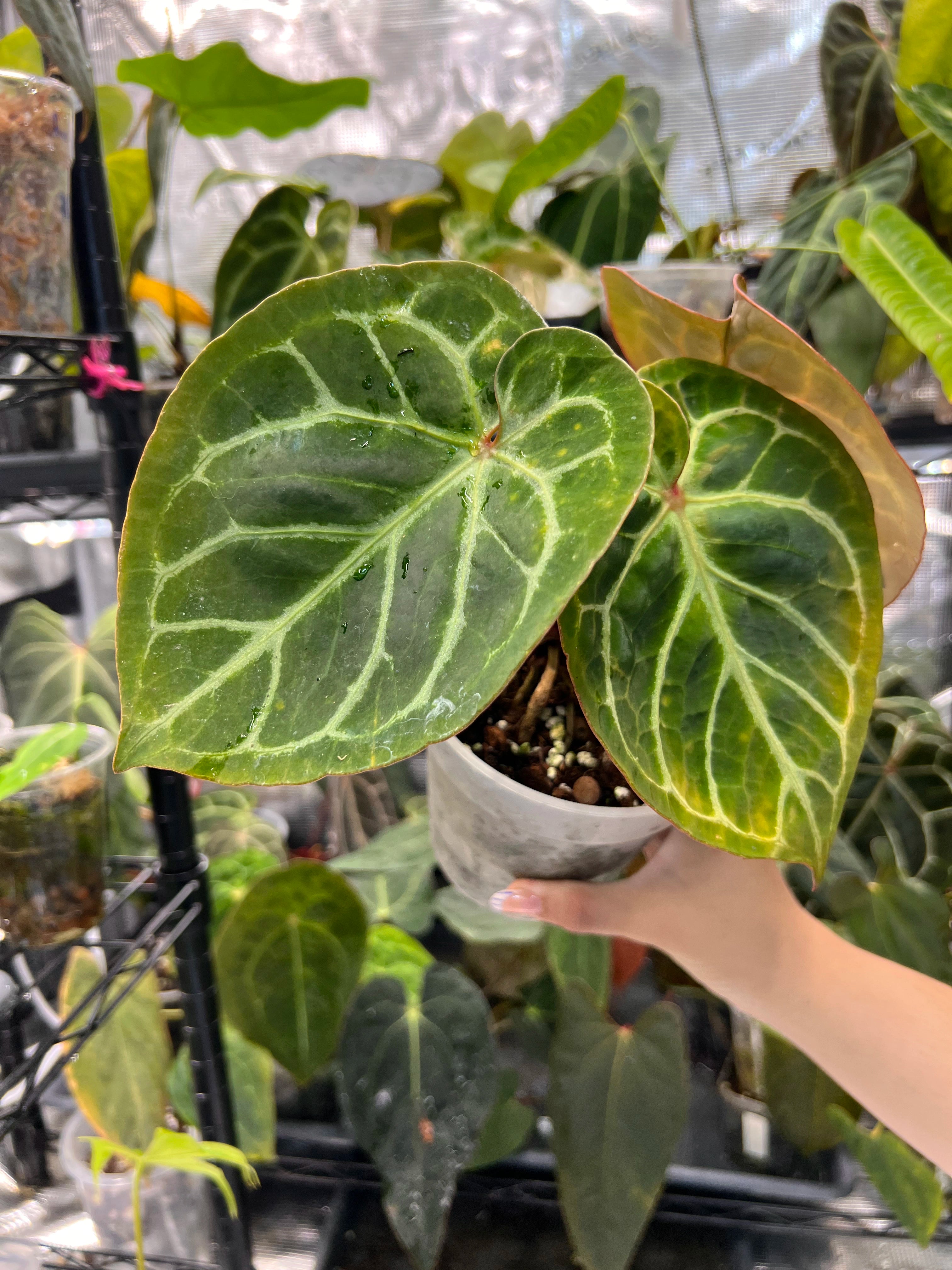 Anthurium Red Crystallinum x Dorayaki