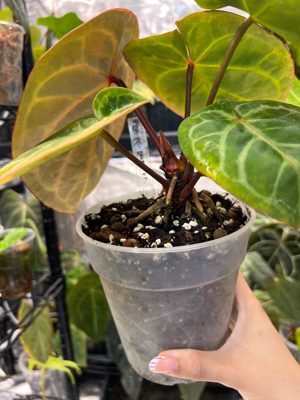 Anthurium Red Crystallinum x Dorayaki