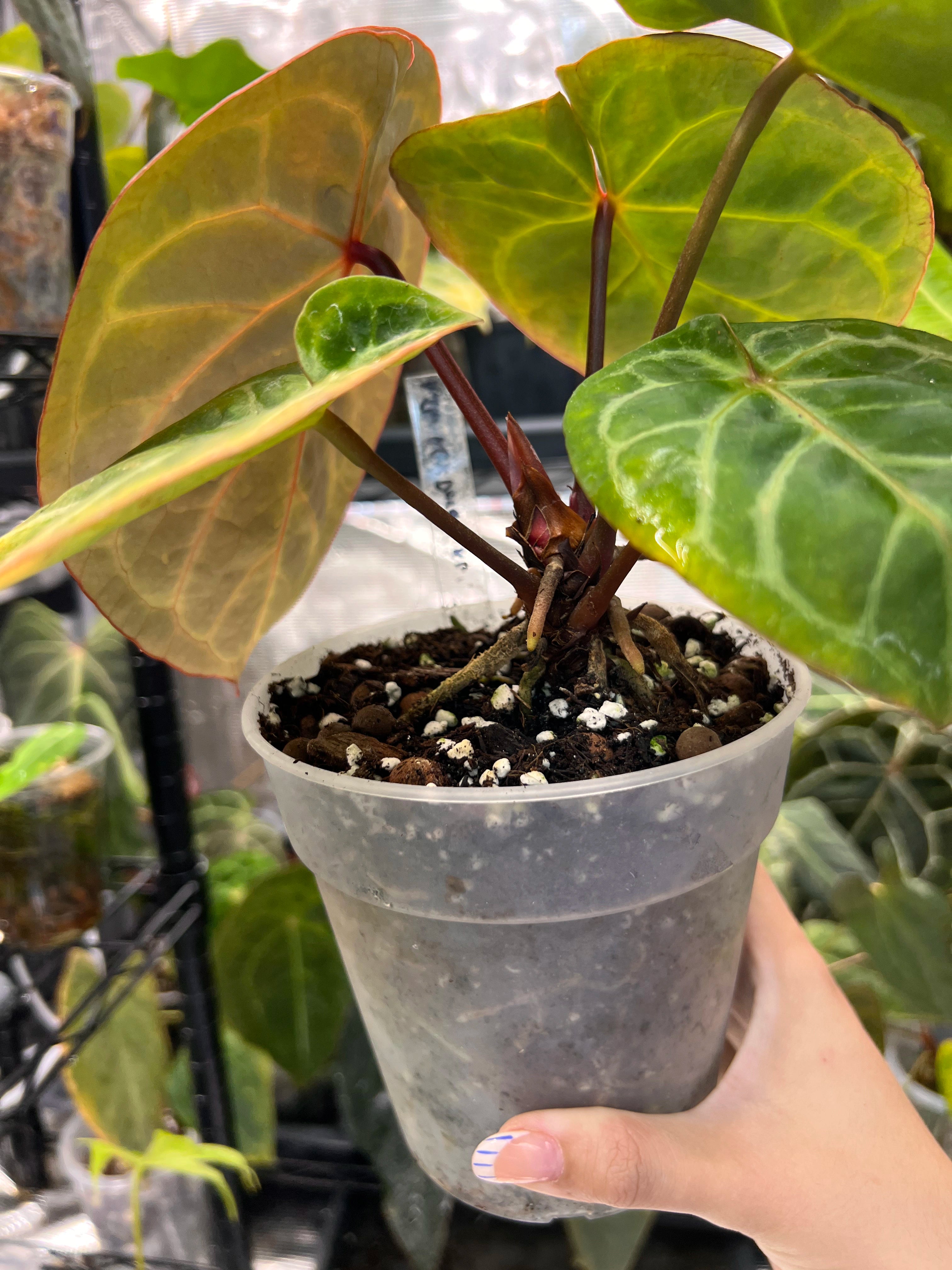 Anthurium Red Crystallinum x Dorayaki