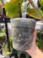 Anthurium Red Crystallinum x Dorayaki