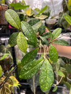 Hoya crassipetiolata splash