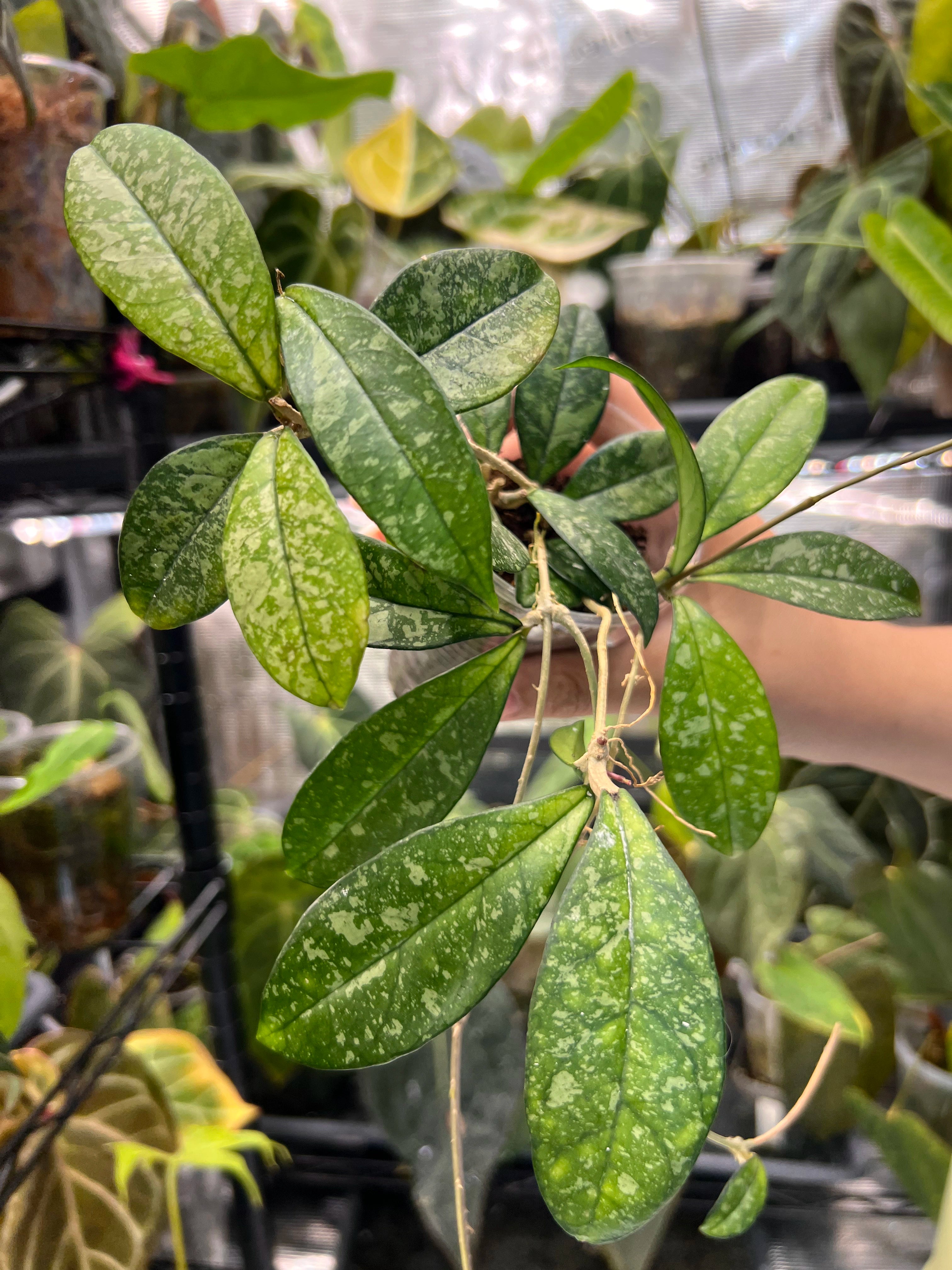 Hoya crassipetiolata splash