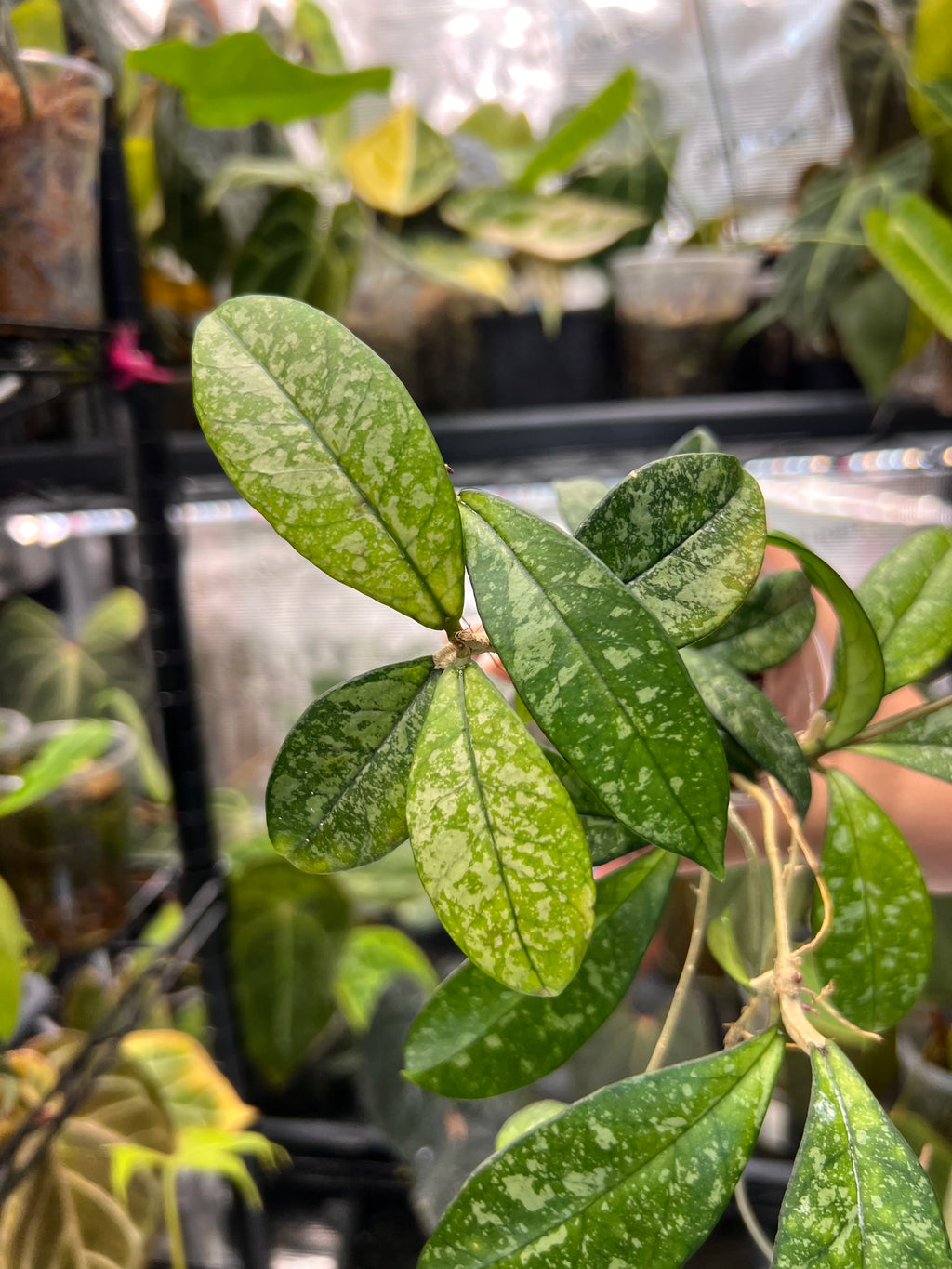Hoya crassipetiolata splash