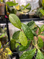 Hoya crassipetiolata splash