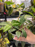Hoya crassipetiolata splash