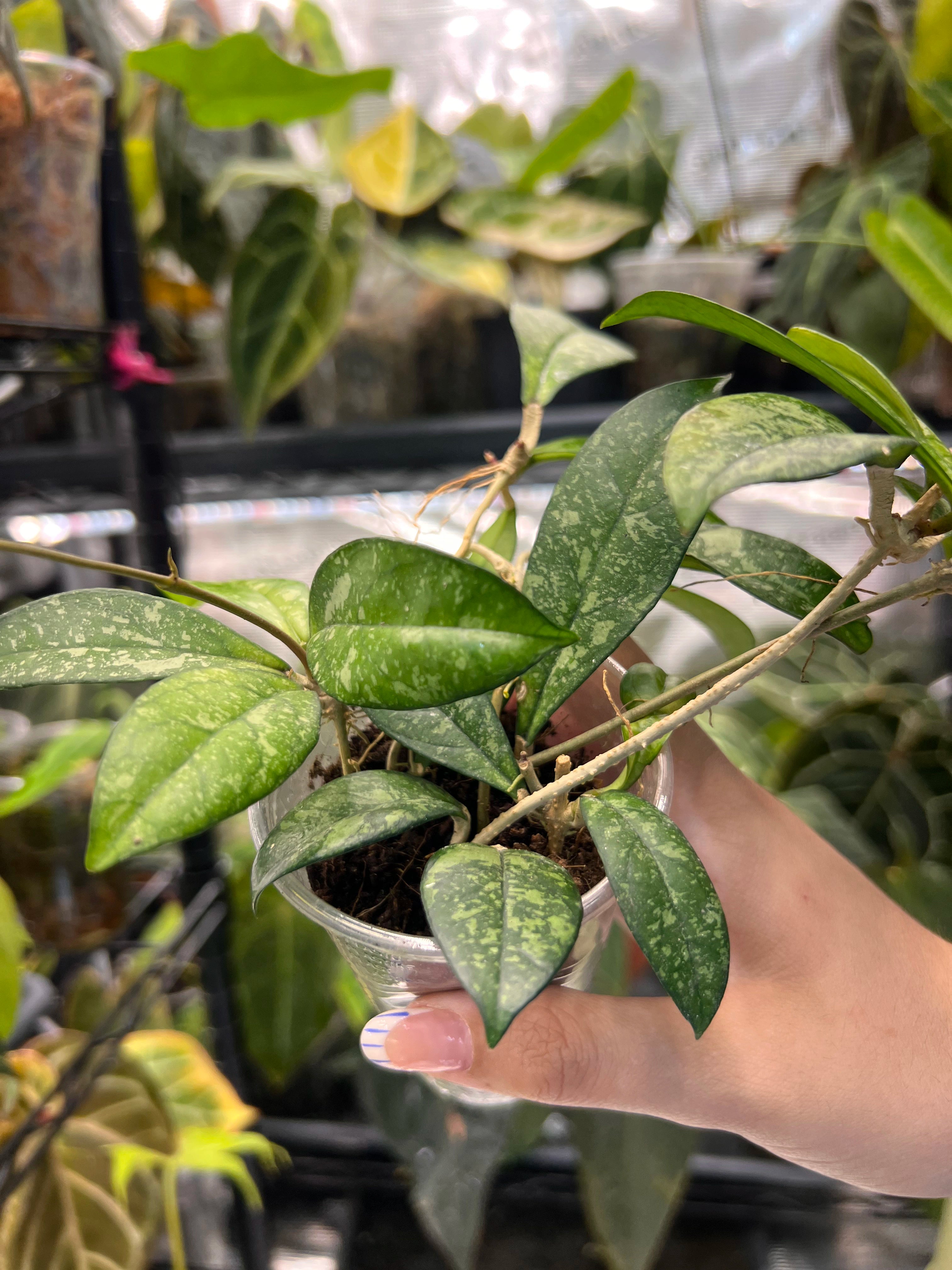 Hoya crassipetiolata splash
