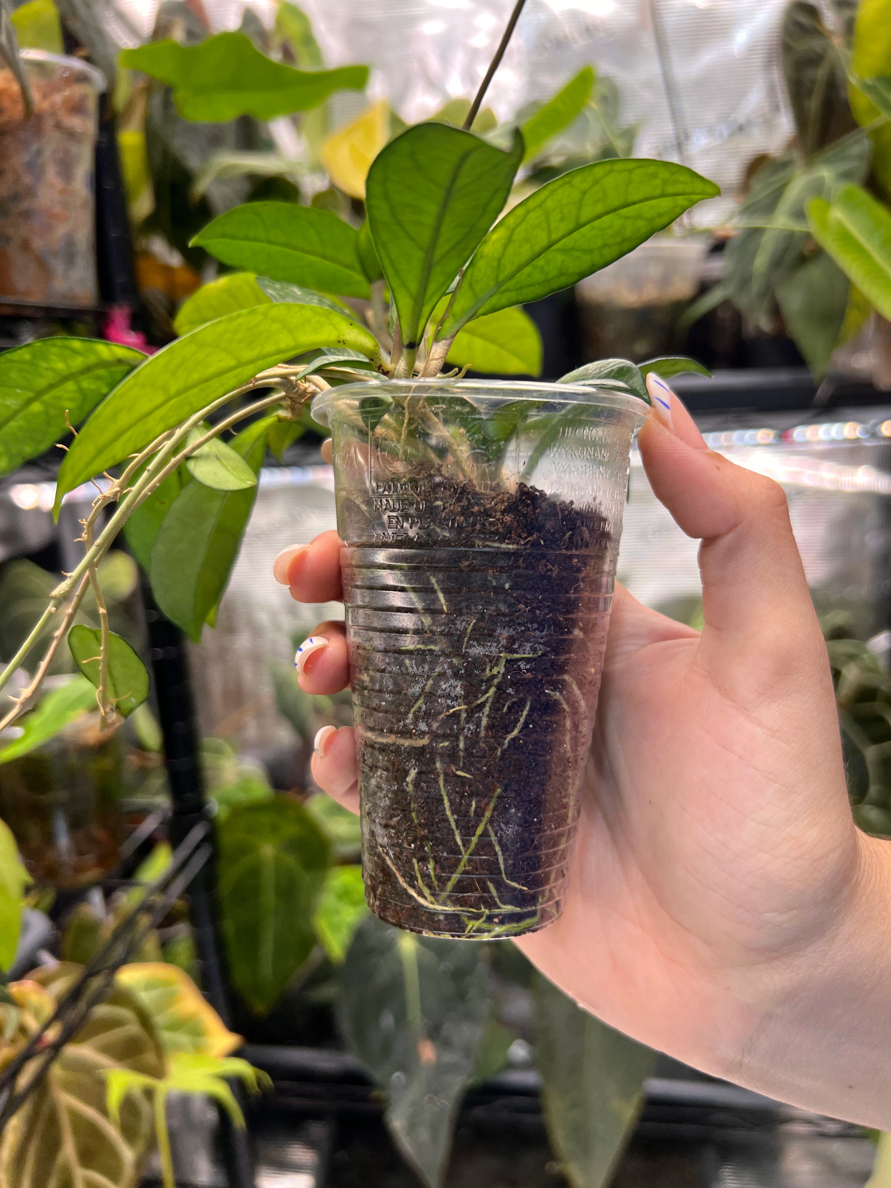 Hoya crassipetiolata splash