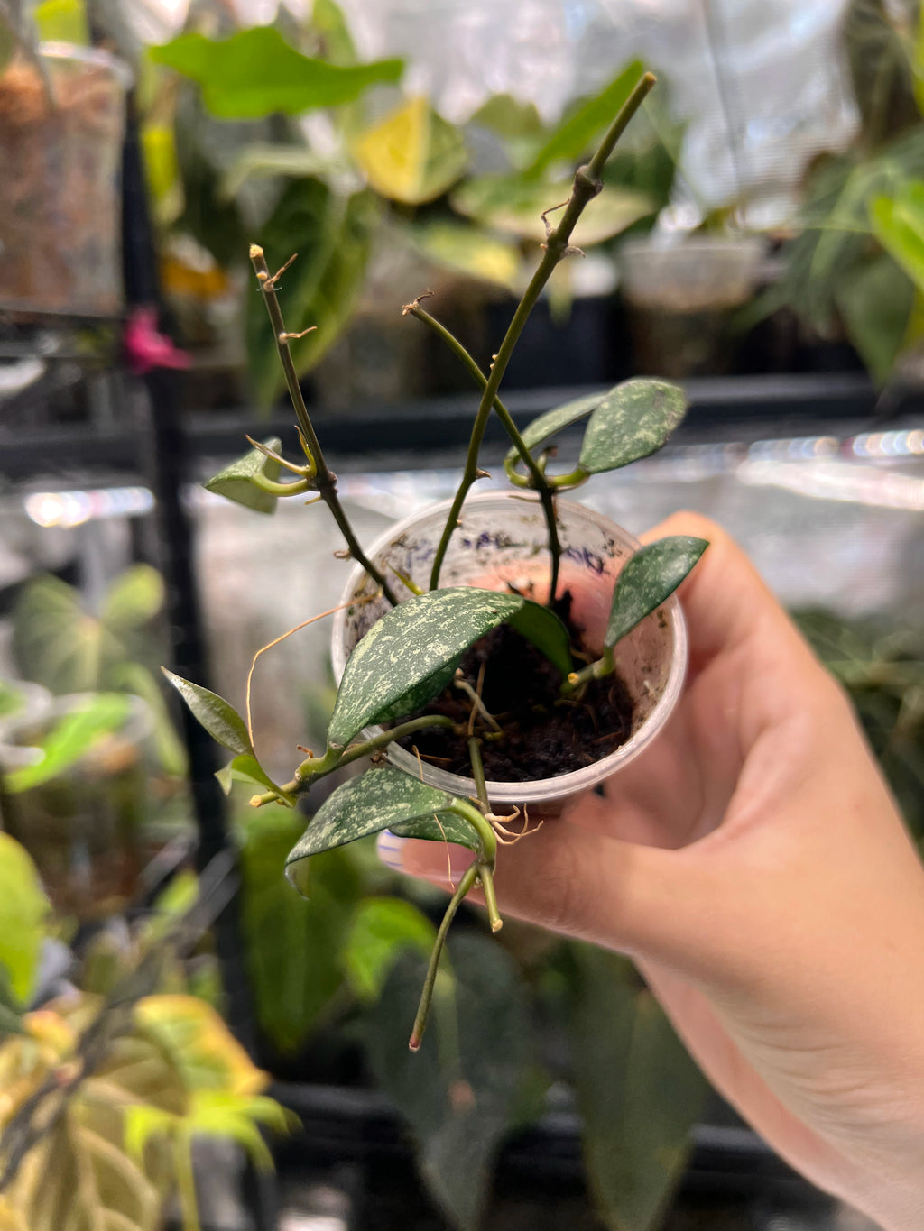 Hoya parviflora splash