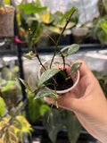 Hoya parviflora splash