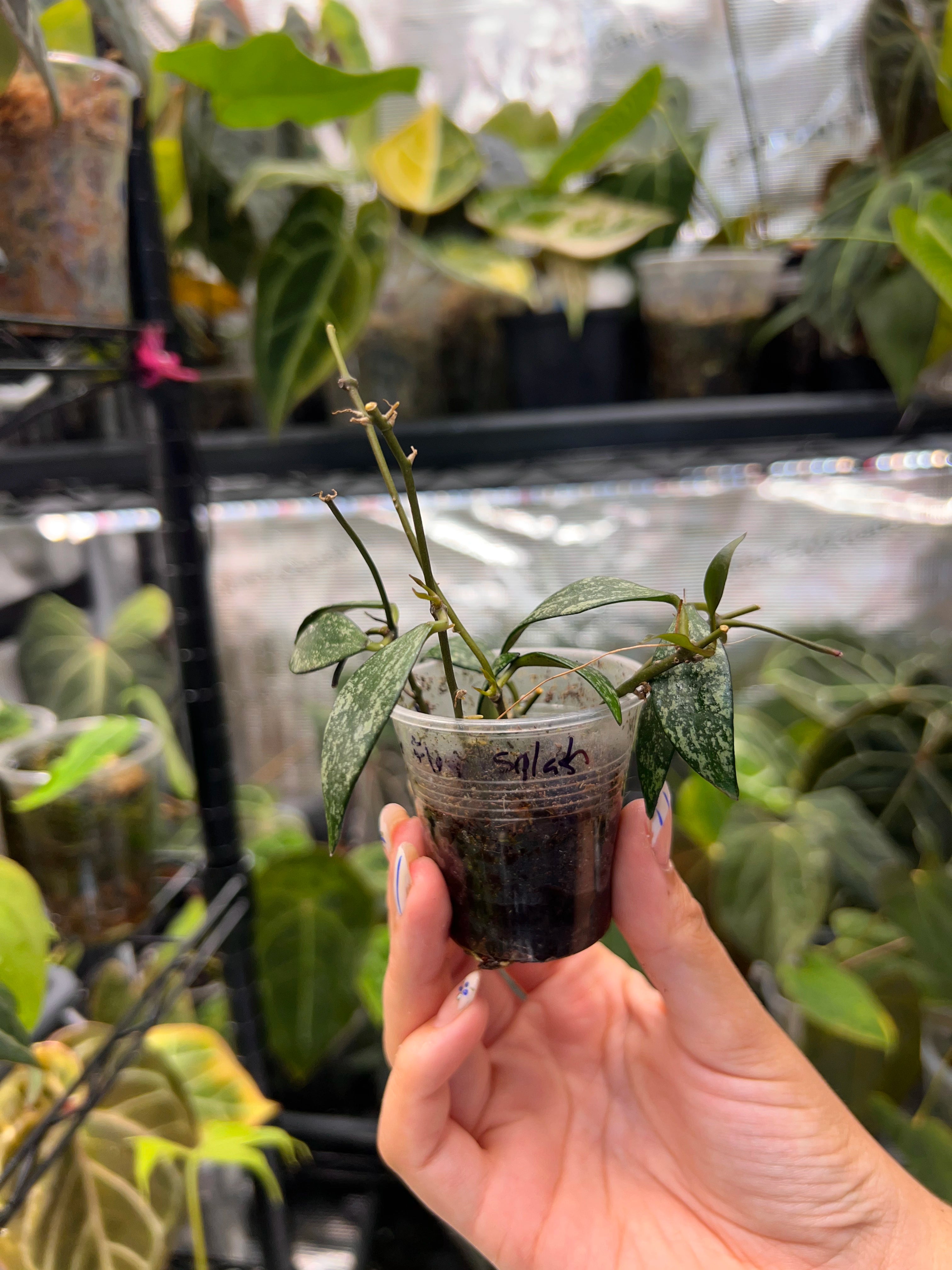 Hoya parviflora splash