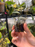 Hoya parviflora splash