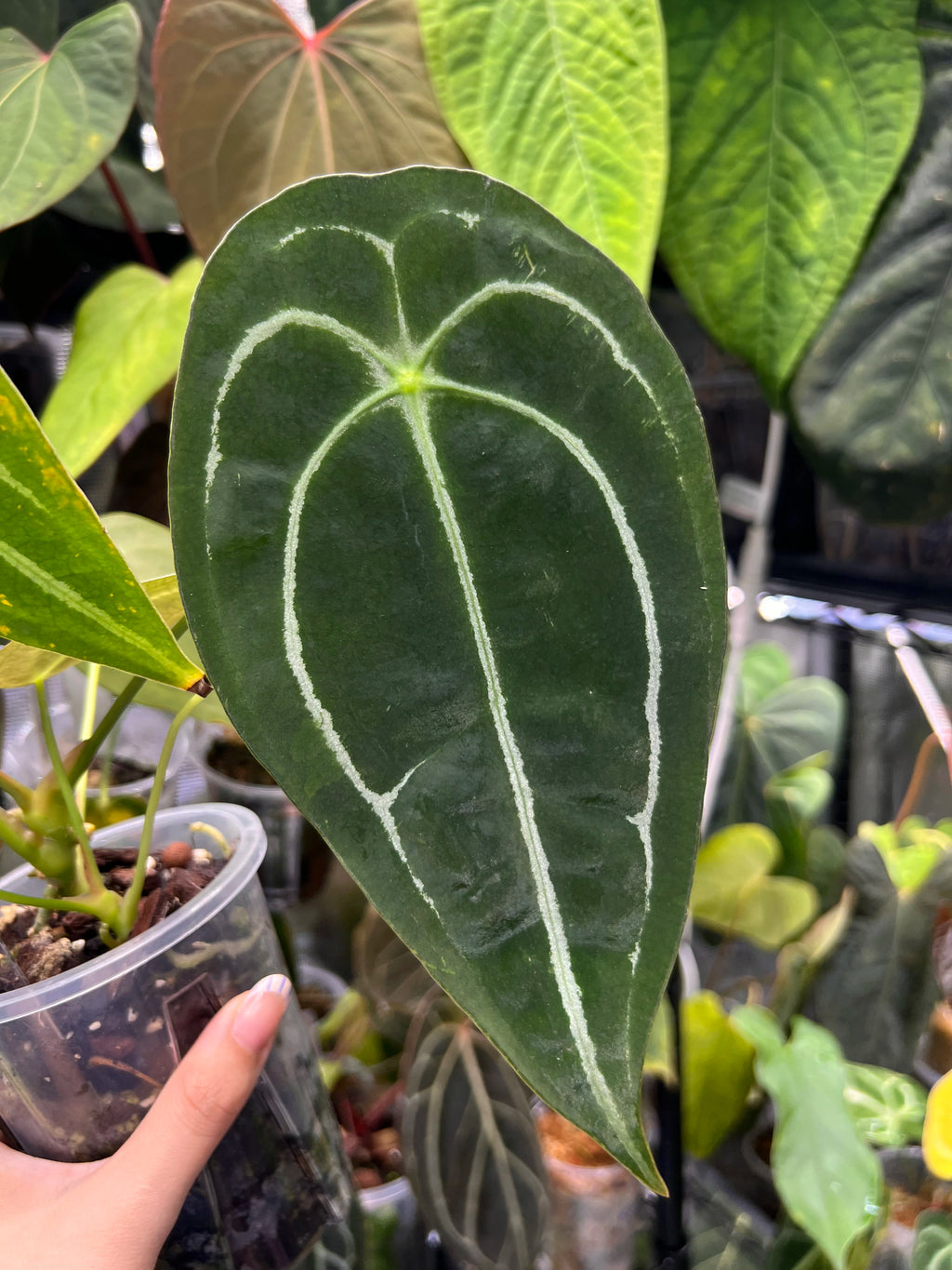 Anthurium forgetii