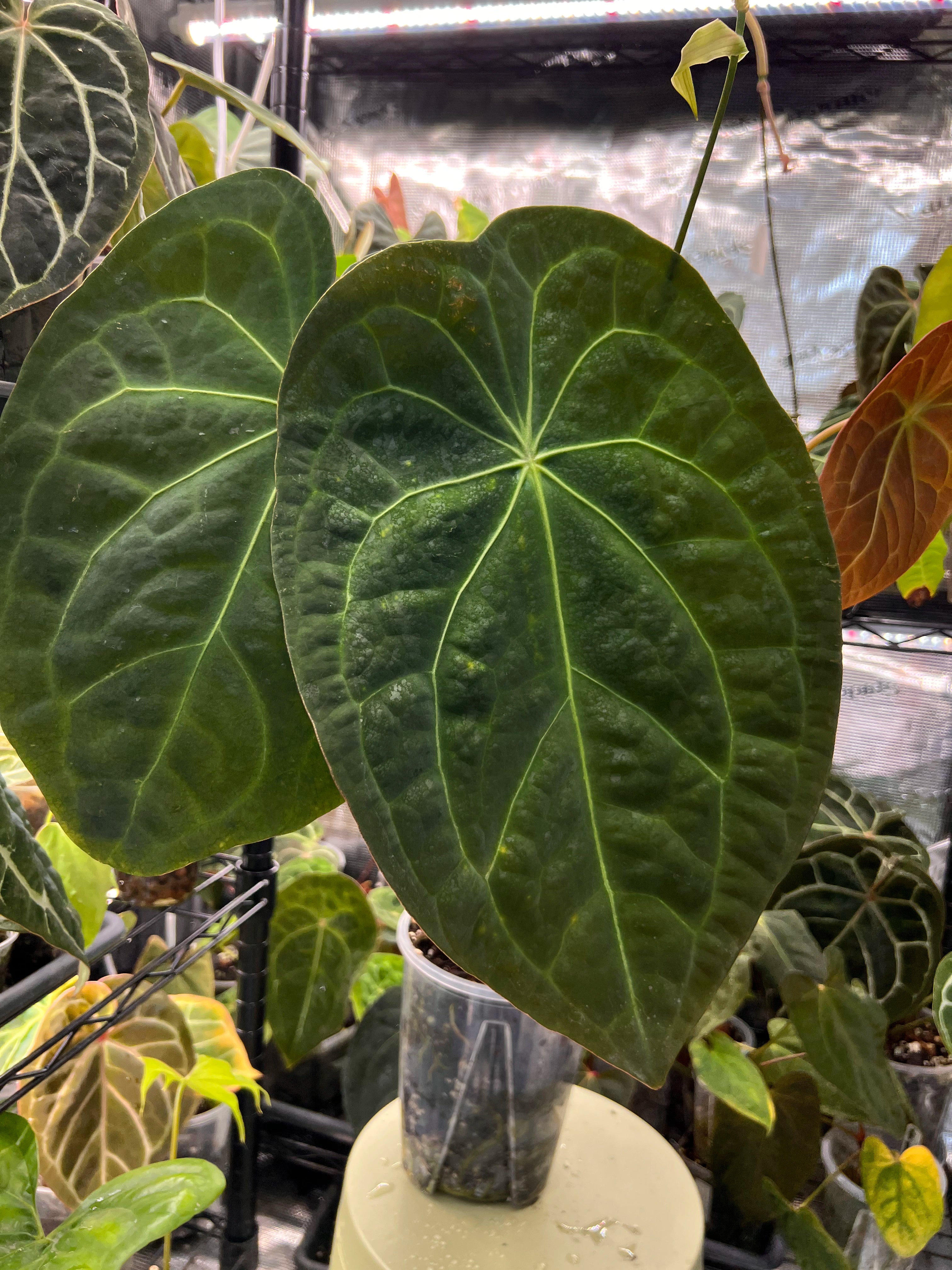 Anthurium (Veluntarch x forgetii) x Red Crystallinum x