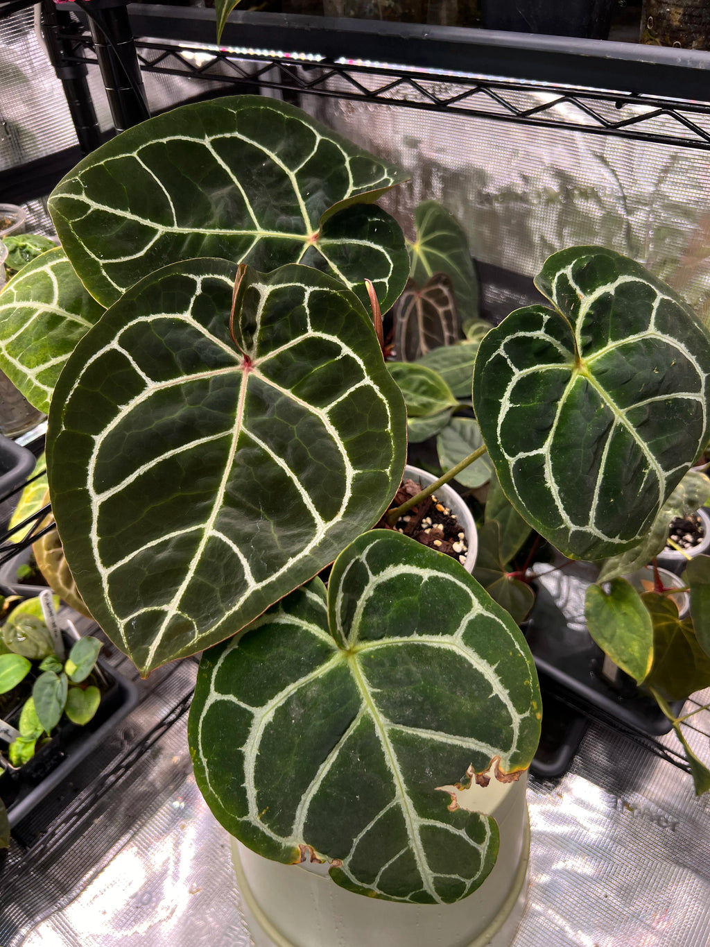 Anthurium (Veluntarch x forgetii) x Red Crystallinum x