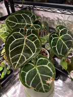 Anthurium (Veluntarch x forgetii) x Red Crystallinum x