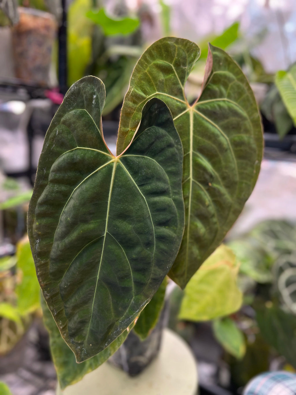 Anthurium besseae aff x RLFS