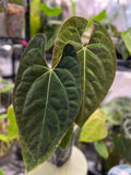 Anthurium besseae aff x RLFS