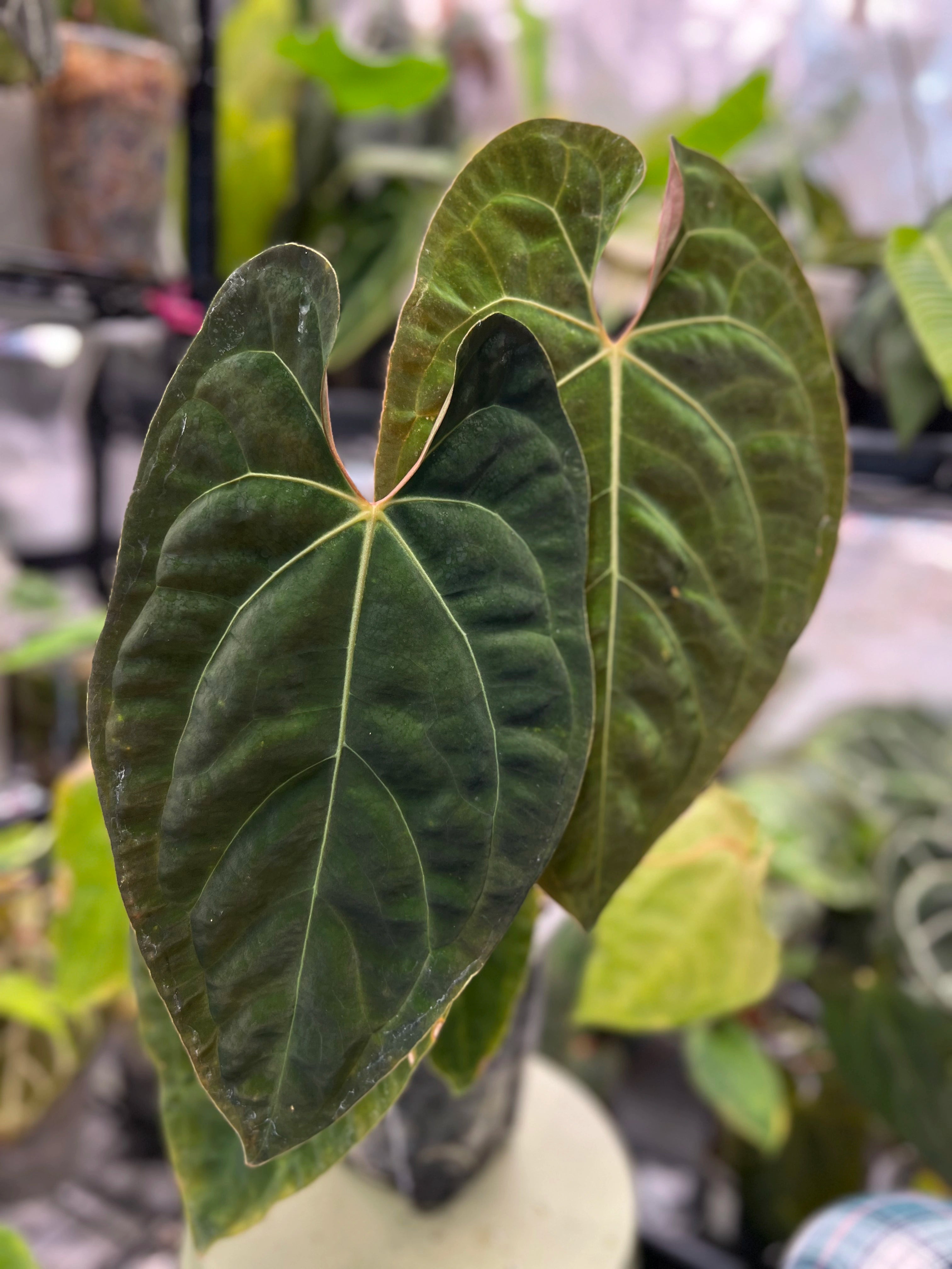 Anthurium besseae aff x RLFS