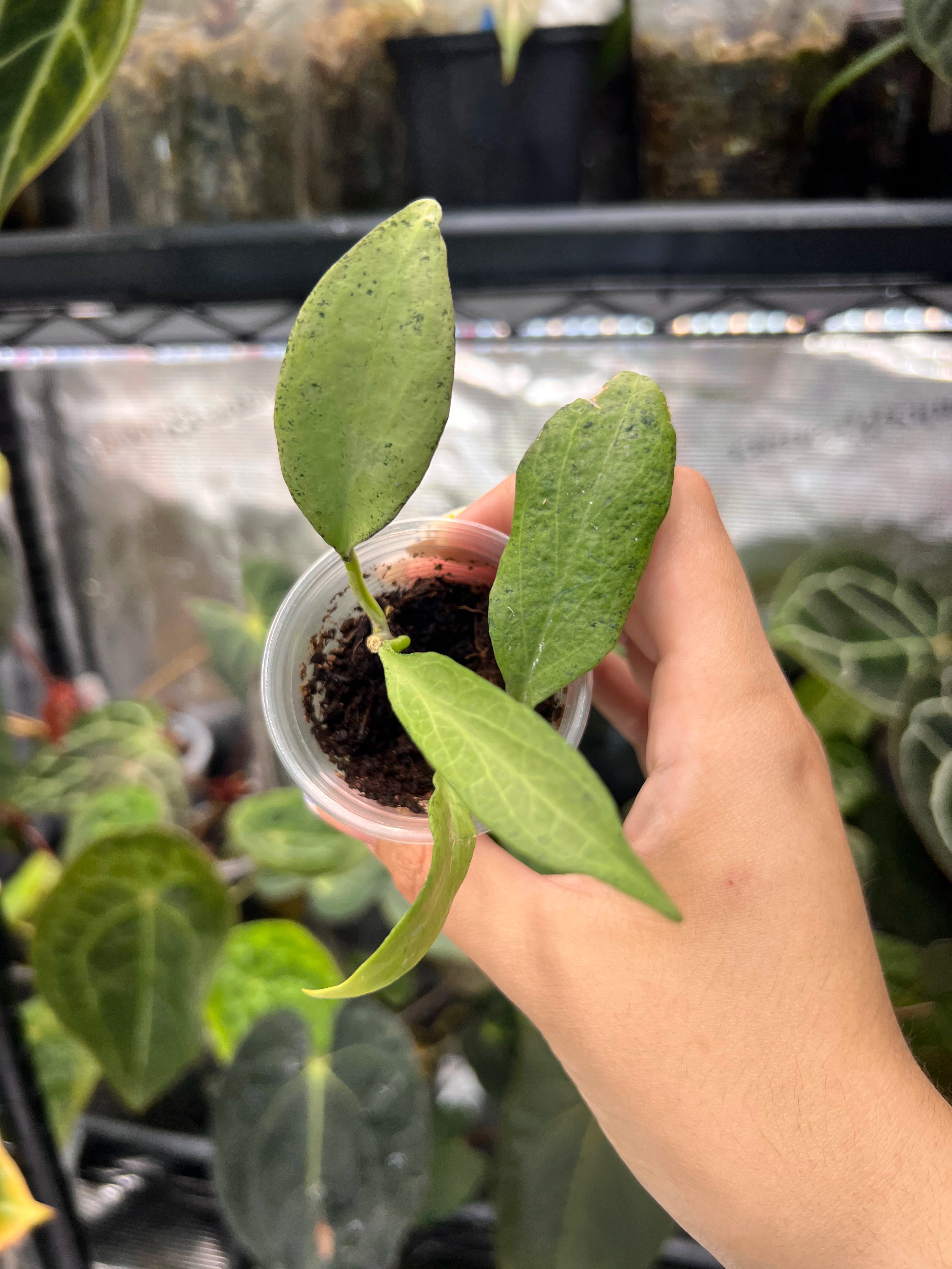 Hoya new guinea ghost