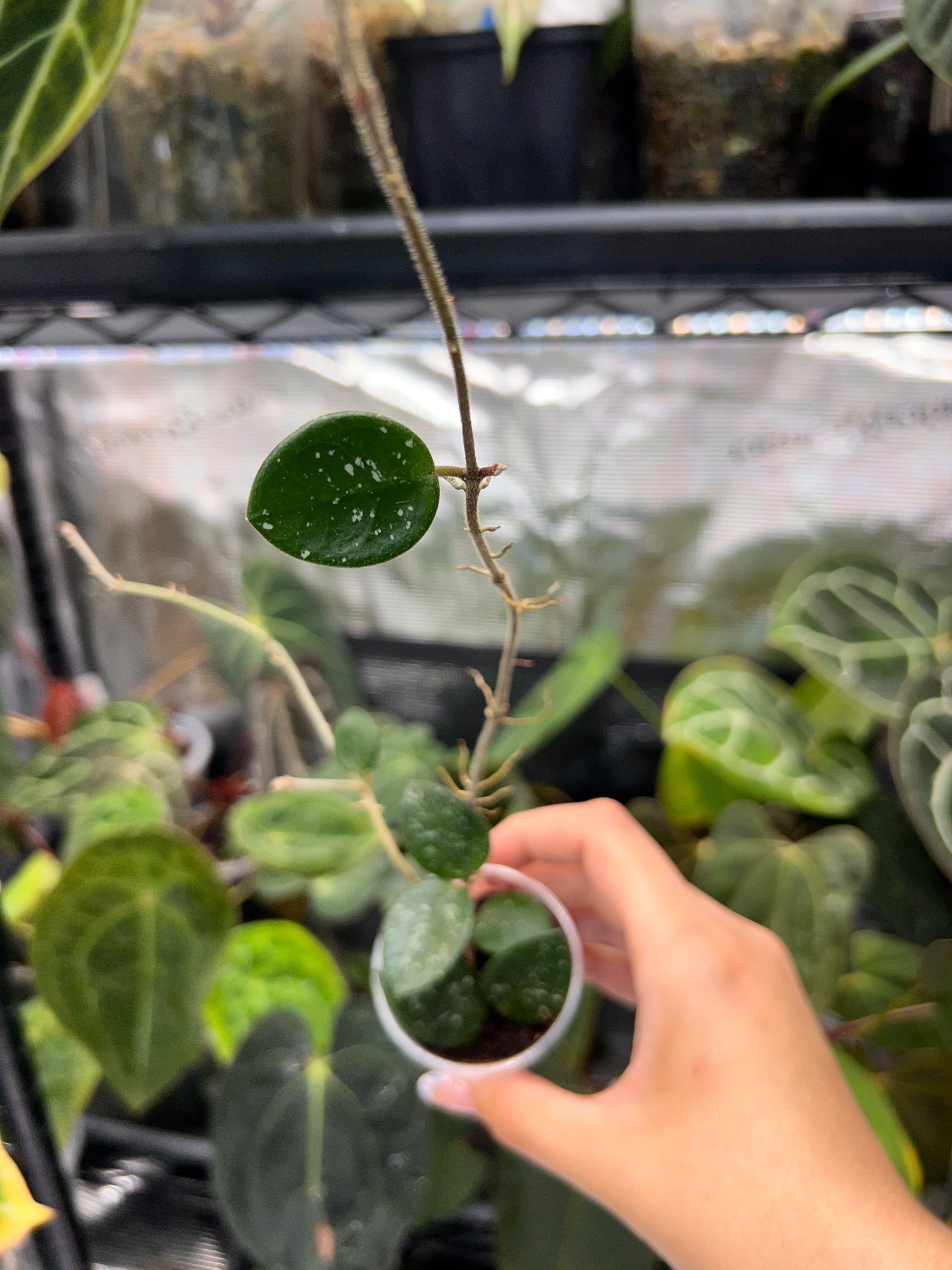 Hoya mathilde splash