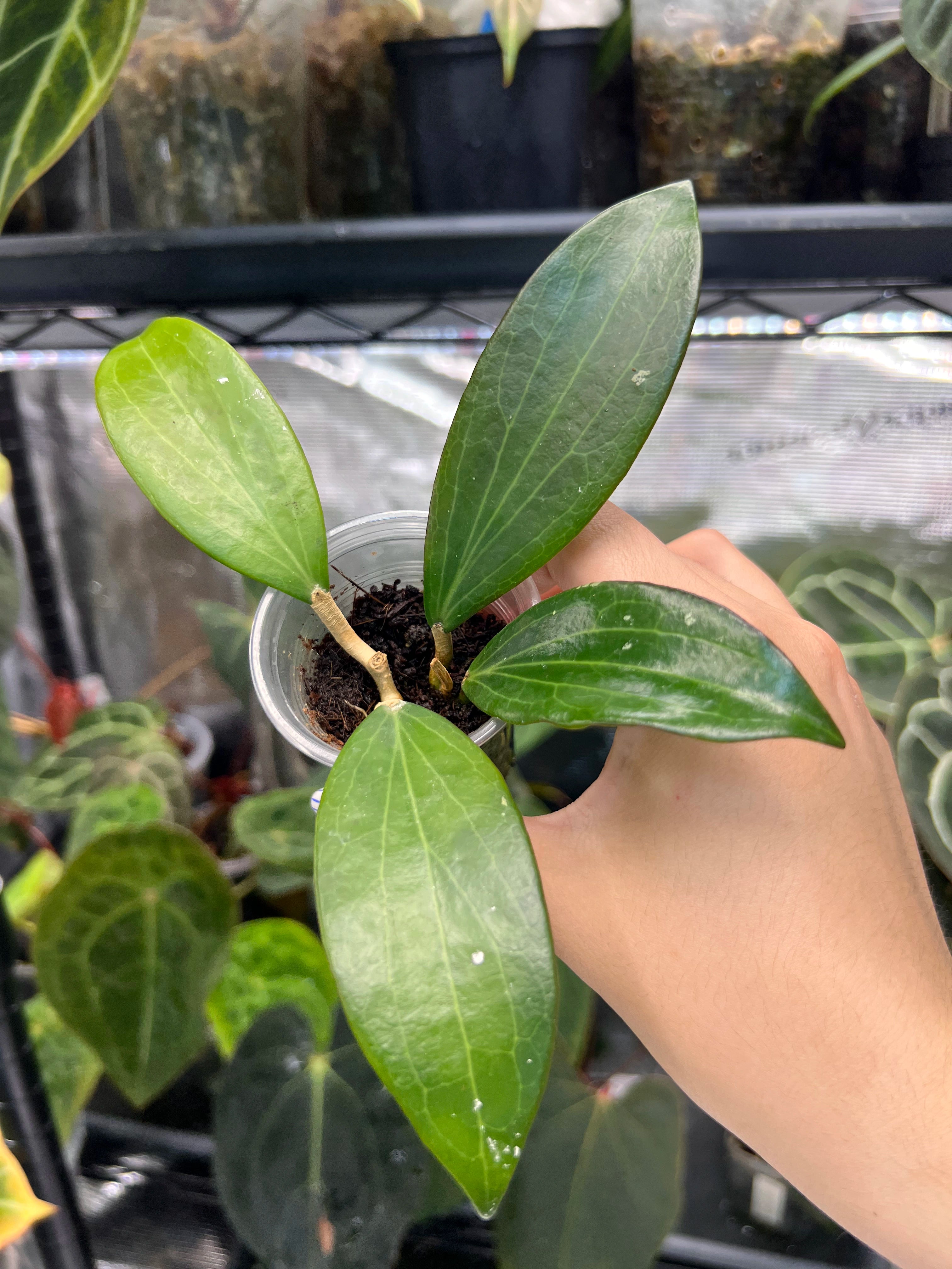 Hoya nicholsoniae