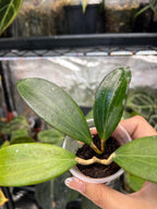 Hoya nicholsoniae