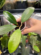 Hoya nicholsoniae