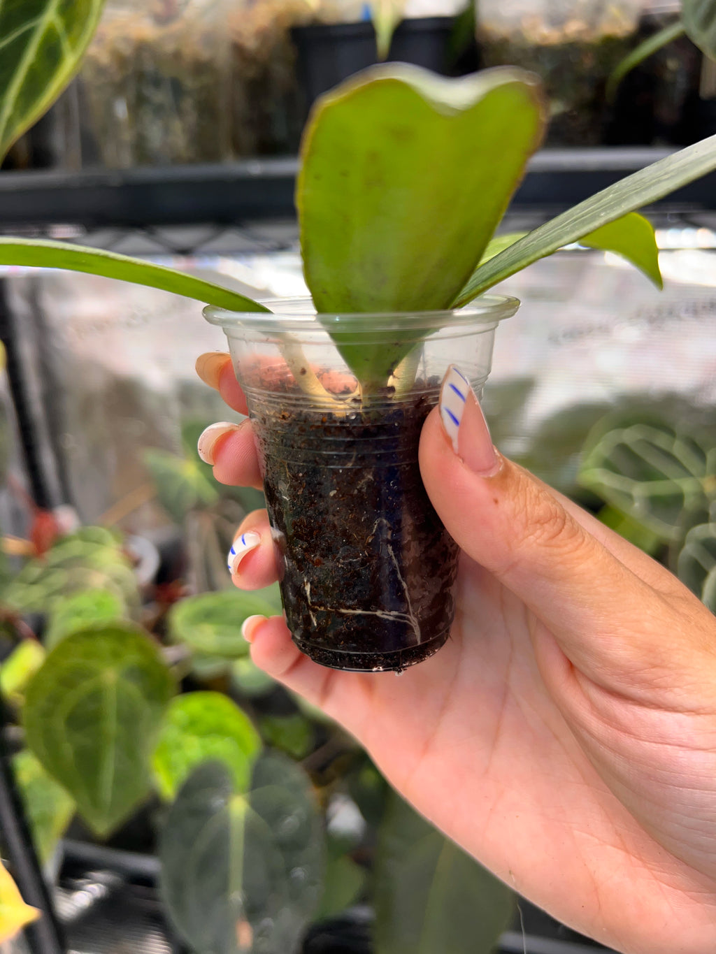Hoya nicholsoniae