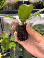 Hoya nicholsoniae