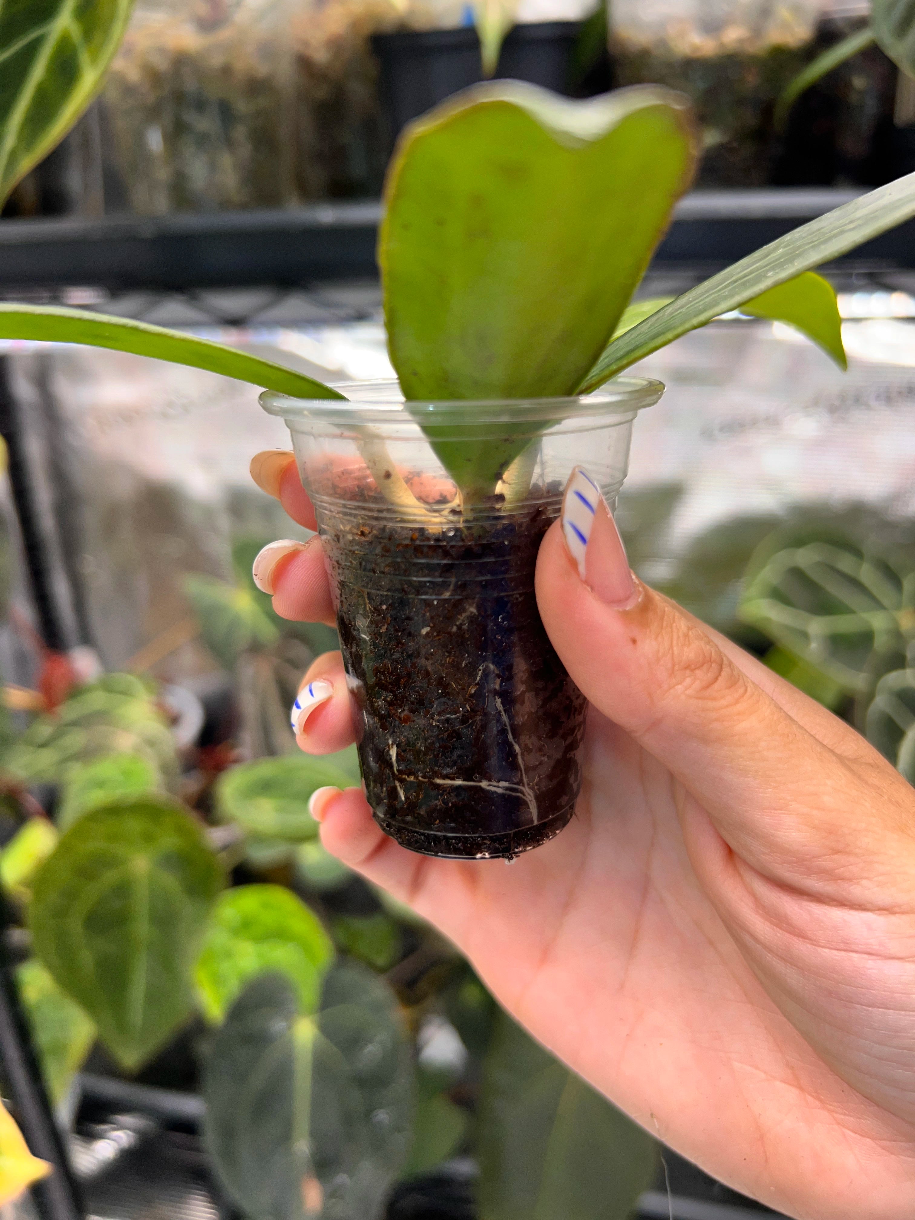 Hoya nicholsoniae