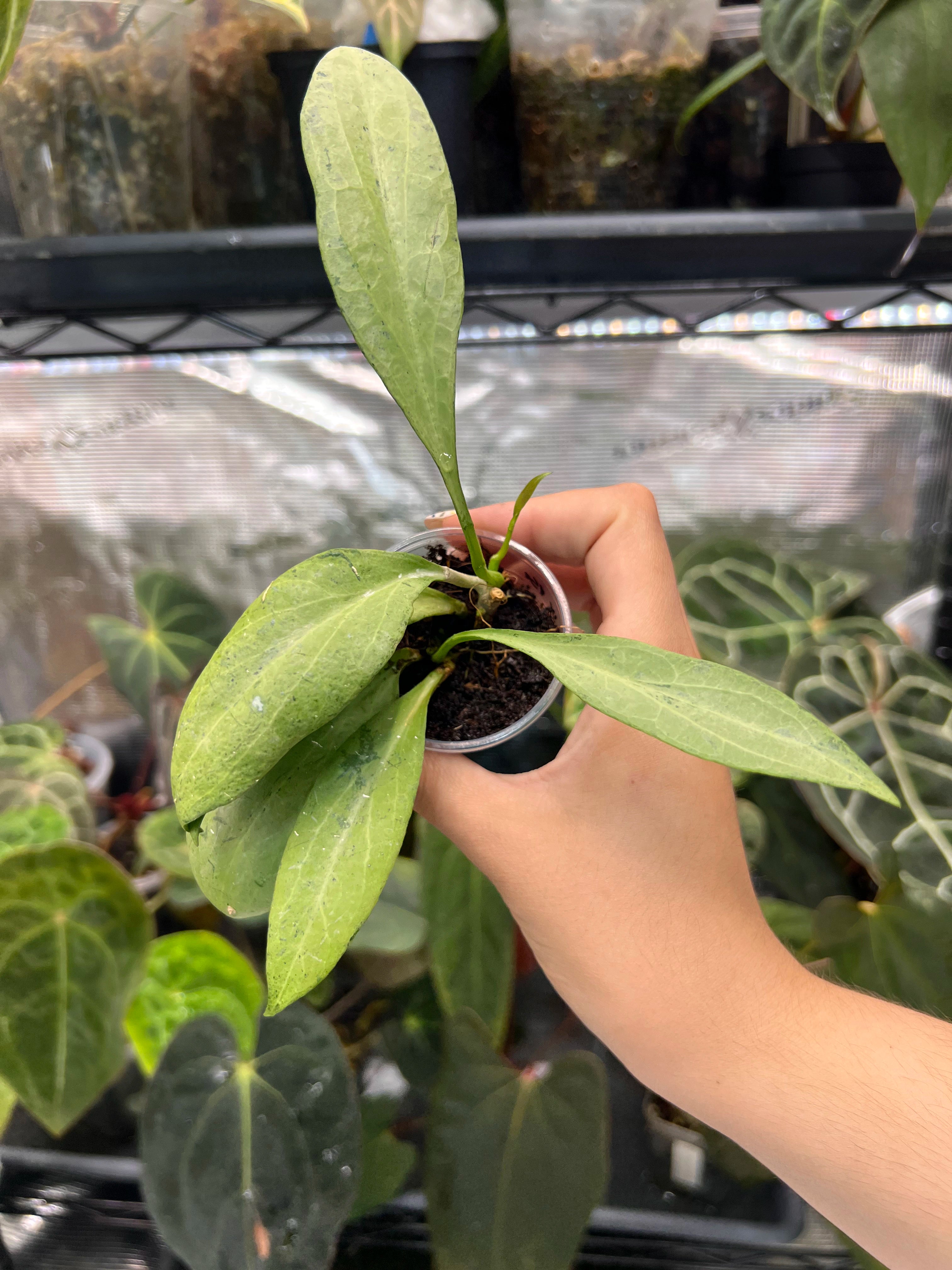 Hoya new guinea ghost