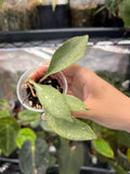 Hoya new guinea ghost