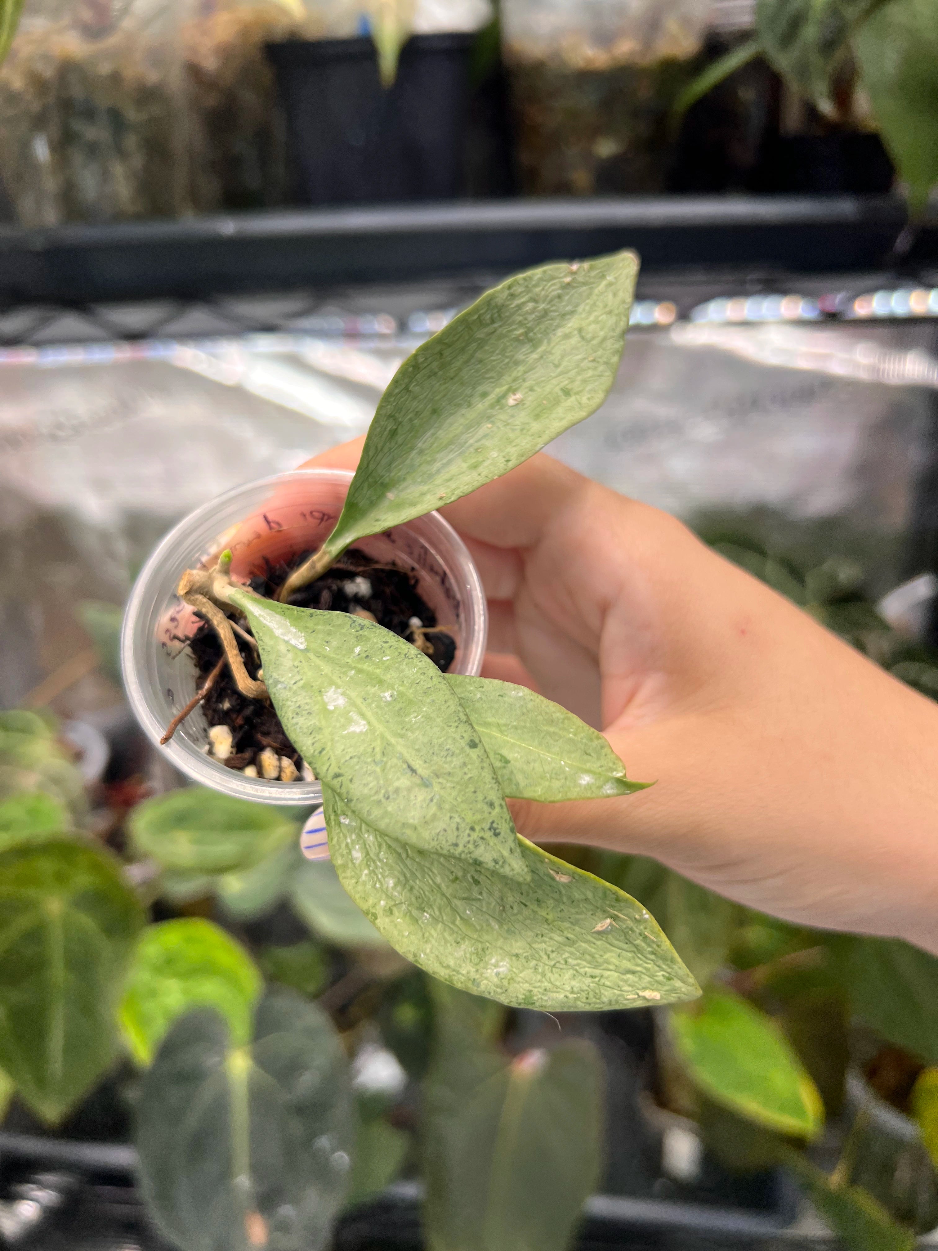 Hoya new guinea ghost