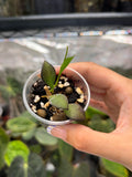 Hoya carmelae