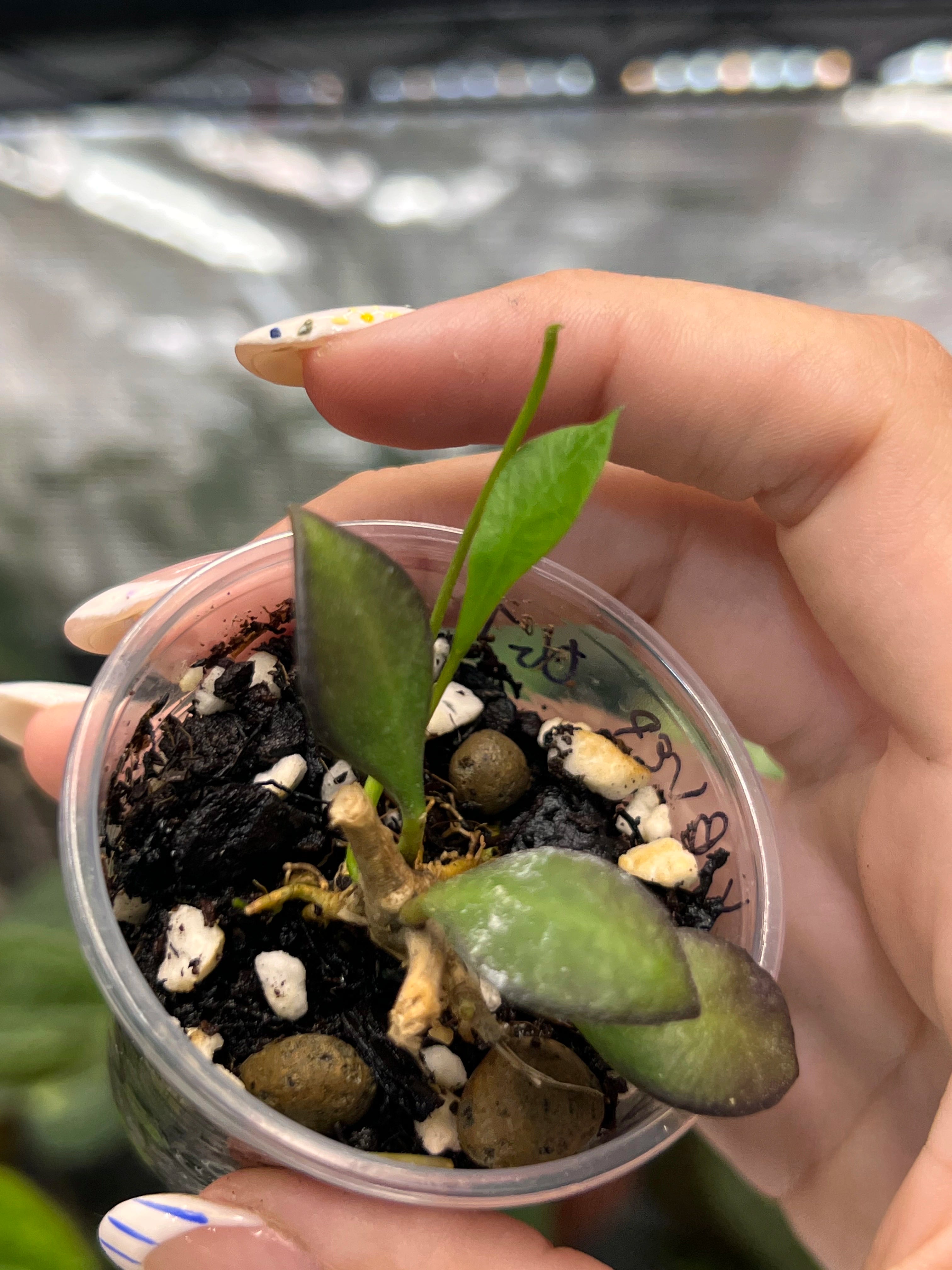 Hoya carmelae