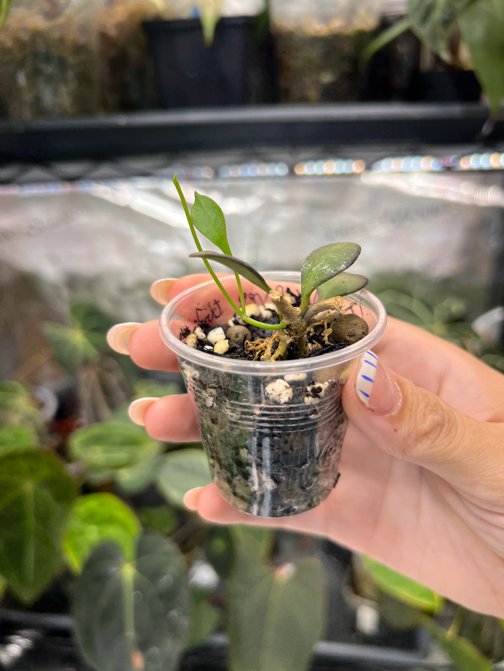 Hoya carmelae