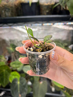 Hoya carmelae