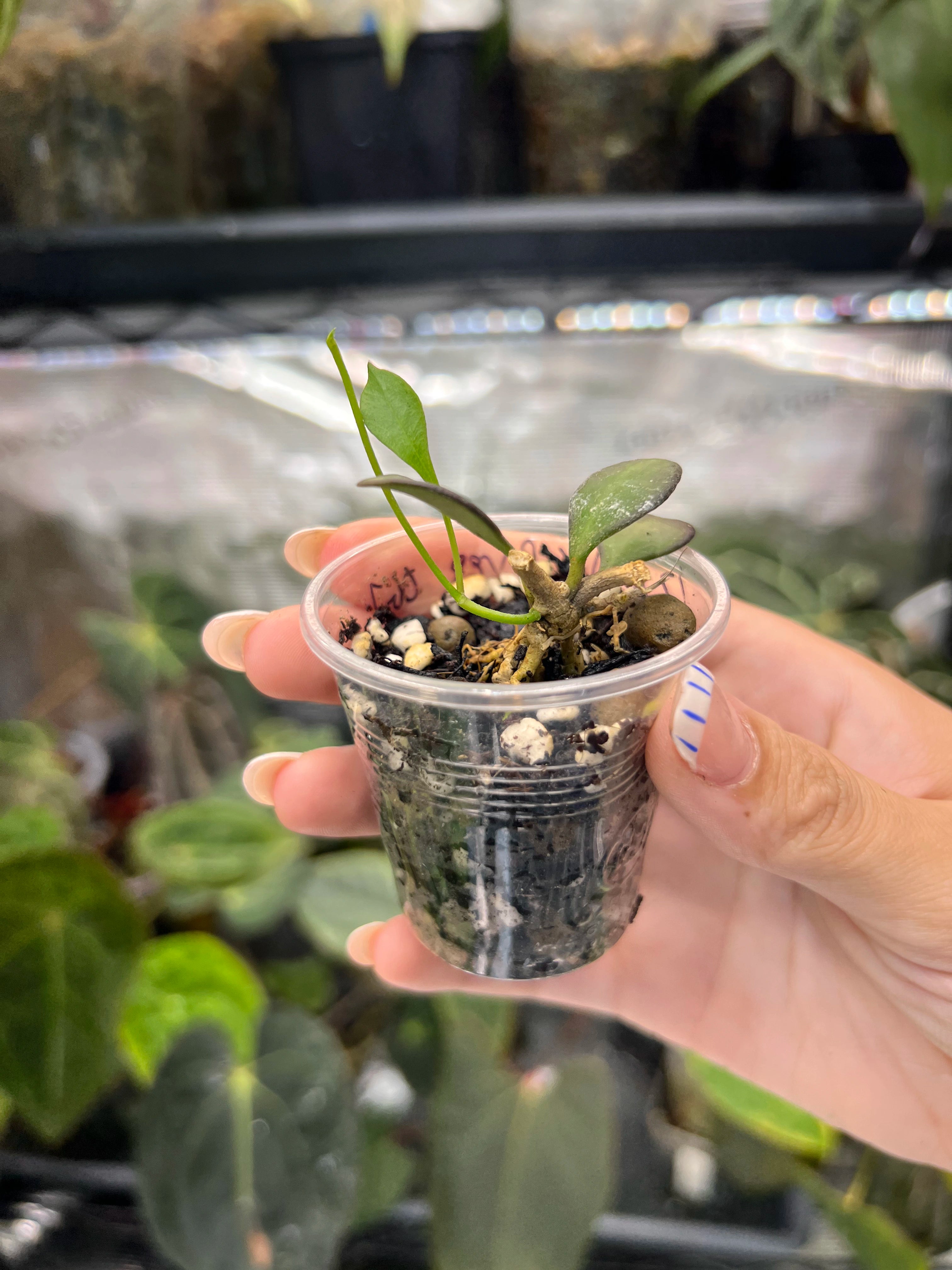 Hoya carmelae