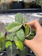 Hoya wilbur graves
