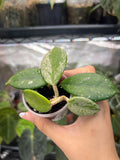 Hoya wilbur graves
