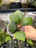 Hoya erythrostemma splash