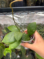 Hoya erythrostemma splash